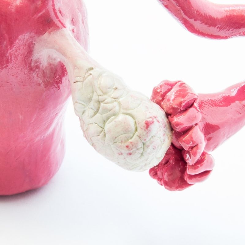 Yumurtalıkların, fallop tüplerinin ve uterusun anatomik 3 boyutlu modeli beyaz arka plana yakın. Diğer organlara göre kadın pelvisindeki yumurtalıkların anatomisi ve konumu.